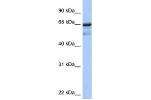 PCK1 antibody used at 1 ug/ml to detect target protein. (PCK1 抗体  (Soluble))