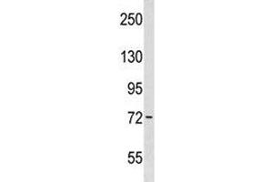 Wee1 antibody western blot analysis in WiDr lysate. (WEE1 抗体  (AA 202-230))