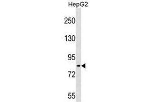 TSC22D2 Antibody (N-term) (AP54369PU-) western blot analysis in HepG2 cell line lysates (35 µg/lane). (TSC22D2 抗体  (N-Term))