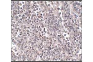 Image no. 1 for anti-Interleukin-27 subunit beta (IL-27b) (Internal Region) antibody (ABIN341721) (EBI3 抗体  (Internal Region))