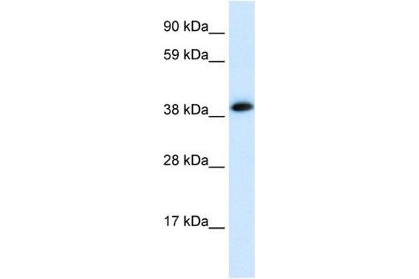 CHRNA1 抗体  (C-Term)