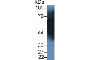 Detection of TF in Porcine Cerebrum lysate using Monoclonal Antibody to Transferrin (TF) (Transferrin 抗体  (AA 318-453))