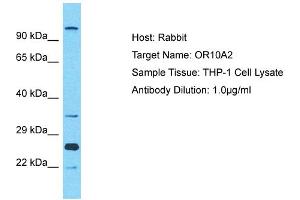 Host: Rabbit Target Name: OR10A2 Sample Type: THP-1 Whole Cell lysates Antibody Dilution: 1. (Olfactory Receptor, Family 10, Subfamily A, Member 2 (OR10A2) (C-Term) 抗体)