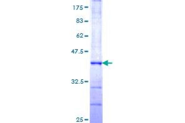 ARIH2 Protein (AA 331-420) (GST tag)