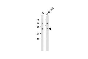 All lanes : Anti-VSIG8 Antibody (C-term) at 1:2000 dilution Lane 1: RD whole cell lysate Lane 2: U-87 MG whole cell lysate Lysates/proteins at 20 μg per lane. (VSIG8 抗体  (C-Term))
