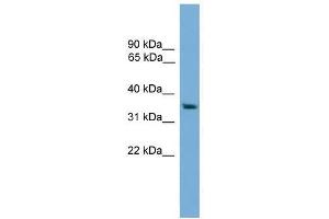 RAD51L1 antibody used at 0. (RAD51 Homolog B 抗体  (Middle Region))