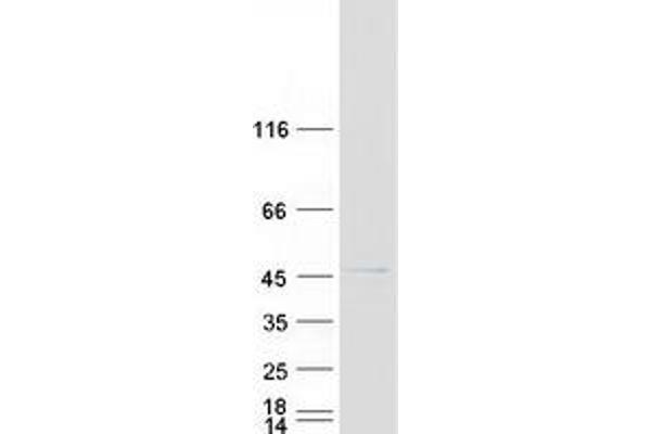 PTPRR Protein (Transcript Variant 2) (Myc-DYKDDDDK Tag)