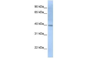 Western Blotting (WB) image for anti-Inositol-Tetrakisphosphate 1-Kinase (ITPK1) antibody (ABIN2459840) (ITPK1 抗体)