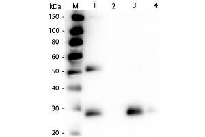 Western Blot of Anti-Rat IgG F(ab')2 (RABBIT) Antibody . (兔 anti-大鼠 IgG (F(ab')2 Region) Antibody (Texas Red (TR)) - Preadsorbed)