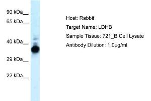 WB Suggested Anti-LDHB Antibody   Titration: 1 ug/ml   Positive Control: 721_B Whole Cell LDHB is strongly supported by BioGPS gene expression data to be expressed in Human 721_B cells (LDHB 抗体  (C-Term))