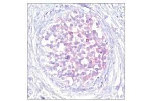 Image no. 1 for anti-V-Raf-1 Murine Leukemia Viral Oncogene Homolog 1 (RAF1) (pSer259) antibody (ABIN196619) (RAF1 抗体  (pSer259))