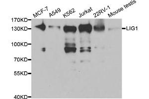 Western blot analysis of extracts of various cell lines, using LIG1 antibody. (LIG1 抗体)