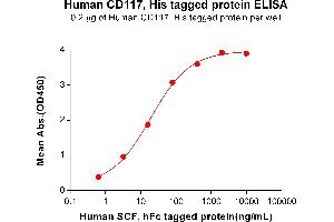 ELISA plate pre-coated by 1 μg/mL (100 μL/well) Human CD117, His tagged protein (ABIN6964116, ABIN7042487 and ABIN7042488) can bind Human SCF, hFc tagged protein ABIN7092726, ABIN7272264 and ABIN7272265 in a linear range of 3. (KIT Protein (AA 26-520) (His tag))