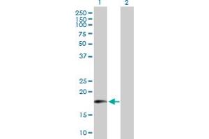 Western Blot analysis of MTRF1 expression in transfected 293T cell line by MTRF1 MaxPab polyclonal antibody. (MTRF1 抗体  (AA 1-151))