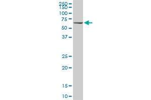 Western Blotting (WB) image for anti-Heat Shock 70kDa Protein 1B (HSPA1B) (AA 531-611) antibody (ABIN561379)