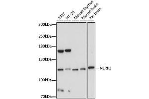 Western blot analysis of extracts of various cell lines, using NLRP3 antibody (ABIN1876853) at 1:1000 dilution. (NLRP3 抗体)