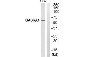 Western blot analysis of extracts from HepG2 cells, using gABRA4 antibody. (GABRA4 抗体  (Internal Region))