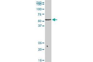 KLF10 monoclonal antibody (M14), clone 2E7. (KLF10/TIEG1 抗体  (AA 111-210))