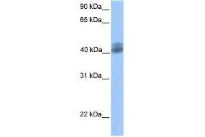 LOC653135 antibody used at 0. (LOC653135 抗体  (Middle Region))