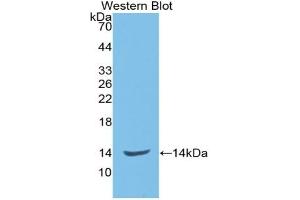 Detection of Recombinant ENG, Rat using Monoclonal Antibody to Endoglin (ENG) (Endoglin 抗体  (AA 26-136))