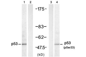 Western blot analysis of extracts from HT-29 cells untreated or treated with UV (20min), using p53 (Ab-33) antibody (E021088, Lane 1 and 2) and p53 (phospho-Ser33) antibody (E011097, Lane 3 and 4). (p53 抗体)