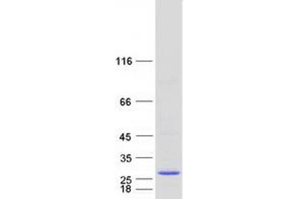 RER1 Protein (Myc-DYKDDDDK Tag)