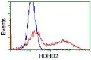 Flow Cytometry (FACS) image for anti-Haloacid Dehalogenase-Like Hydrolase Domain Containing 2 (HDHD2) antibody (ABIN1498627) (HDHD2 抗体)