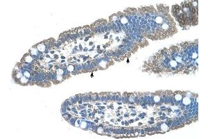 EDG8 antibody was used for immunohistochemistry at a concentration of 4-8 ug/ml to stain Epithelial cells of intestinal villus (arrows) in Human Intestine. (S1PR5 抗体  (N-Term))