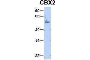 Host:  Rabbit  Target Name:  CBX2  Sample Type:  Human Adult Placenta  Antibody Dilution:  1. (CBX2 抗体  (N-Term))