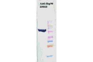 Western Blot analysis of Human HeLa cell lysates showing detection of Hsp90 protein using Mouse Anti-Hsp90 Monoclonal Antibody, Clone H9010 . (HSP90 抗体  (APC))