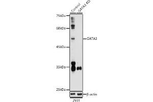 Western blot analysis of extracts from normal (control) and G knockout (KO) 293T cells, using G antibody (ABIN6129535, ABIN6140973, ABIN6140974 and ABIN6218721) at 1:1000 dilution. (GATA3 抗体  (AA 1-260))