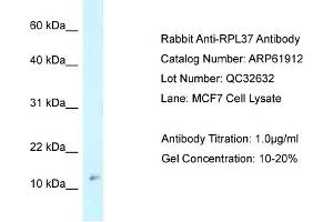Western Blotting (WB) image for anti-Ribosomal Protein L37 (RPL37) (Middle Region) antibody (ABIN786514) (RPL37 抗体  (Middle Region))