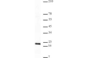 Western Blotting (WB) image for anti-Histone 3 (H3) (H3K4me3) antibody (ABIN577703) (Histone 3 抗体  (H3K4me3))