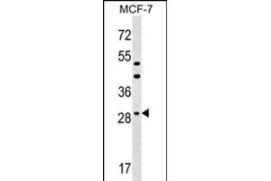 DHRS11 Antibody (Center) (ABIN1537768 and ABIN2849436) western blot analysis in MCF-7 cell line lysates (35 μg/lane). (DHRS11 抗体  (AA 115-142))