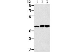 Western Blotting (WB) image for anti-Mitogen-Activated Protein Kinase 9 (MAPK9) antibody (ABIN2431550) (JNK2 抗体)