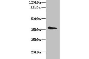 Western blot All lanes: AASDHPPT antibody at 2 μg/mL + HepG2 whole cell lysate Secondary Goat polyclonal to rabbit IgG at 1/10000 dilution Predicted band size: 36, 16 kDa Observed band size: 36 kDa (AASDHPPT 抗体  (AA 1-309))