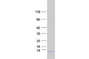 COX7A1 Protein (Isoform 3) (Myc-DYKDDDDK Tag)