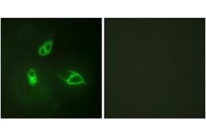 Immunofluorescence (IF) image for anti-Chemokine (C-X-C Motif) Receptor 2 (CXCR2) (AA 311-360) antibody (ABIN2888886) (CXCR2 抗体  (AA 311-360))