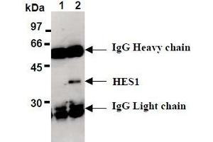 Western Blotting (WB) image for anti-ES1 Protein Homolog (AA 1-281), (full length), (N-Term) antibody (ABIN1449175) (ES1 Protein Homolog (AA 1-281), (full length), (N-Term) 抗体)