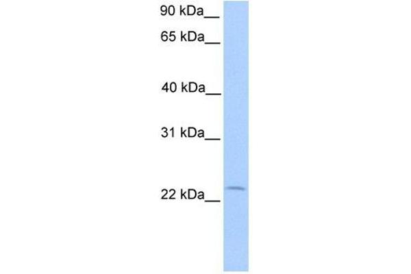 Chromosome 5 Open Reading Frame 39 (C5orf39) (N-Term) 抗体