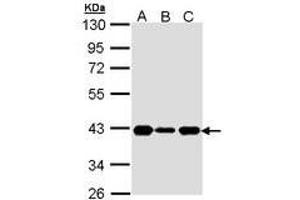 Image no. 1 for anti-Cyclin-Dependent Kinase 7 (CDK7) (AA 1-311) antibody (ABIN467558) (CDK7 抗体  (AA 1-311))