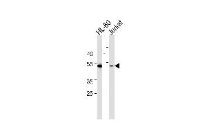 Western blot analysis of lysates from HL-60, Jurkat cell line (from left to right), using RUNX3 Antibody at 1:1000 at each lane. (RUNX3 抗体  (AA 168-197))