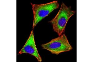 Immunofluorescent analysis of 4 % paraformaldehyde-fixed, 0. (EIF2AK2 抗体  (AA 1-250))