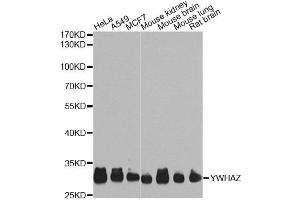 Western blot analysis of extracts of various cell lines, using YWHAZ Antibody. (14-3-3 zeta 抗体)
