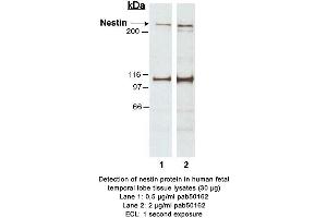 Image no. 1 for anti-Nestin (NES) (AA 1464-1614) antibody (ABIN363471) (Nestin 抗体  (AA 1464-1614))