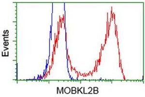 Flow Cytometry (FACS) image for anti-MOB Kinase Activator 3B (MOB3B) antibody (ABIN1499534) (MOBKL2B 抗体)