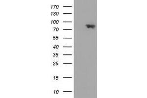 HEK293T cells were transfected with the pCMV6-ENTRY control (Left lane) or pCMV6-ENTRY MAPK7 (Right lane) cDNA for 48 hrs and lysed. (MAPK7 抗体)