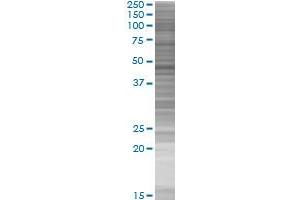 BRE transfected lysate. (BRE 293T Cell Transient Overexpression Lysate(Denatured))