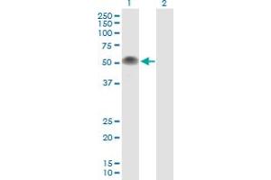 Western Blot analysis of TP53 expression in transfected 293T cell line by TP53 MaxPab polyclonal antibody. (p53 抗体  (AA 1-393))