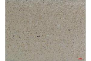 Immunohistochemistry (IHC) analysis of paraffin-embedded Mouse Brain Tissue using KCNK4 (TRAAK) Rabbit Polyclonal Antibody diluted at 1:200. (KCNK4 抗体)